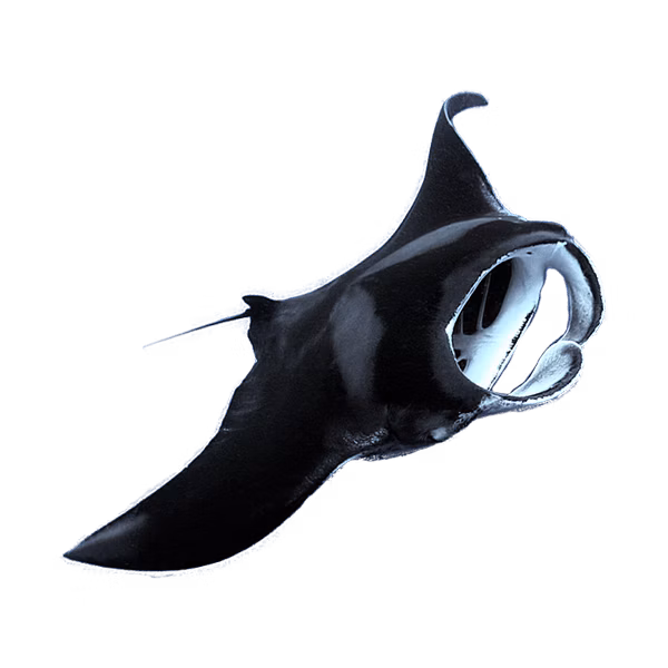 Phuket mantaray | Eko Divers