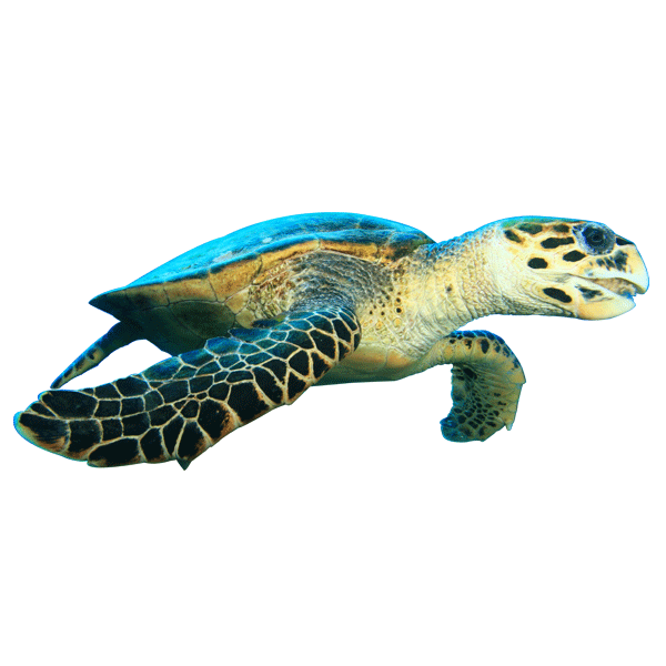 Tenggol Sea Turtle | Eko Divers