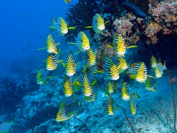 Bintan Mapur Island | Bintan | Mapur Island | Mapur Island Marine | Marine Life Bintan | Mapur Fishes | Mapur Island Marine Life | Eko Divers