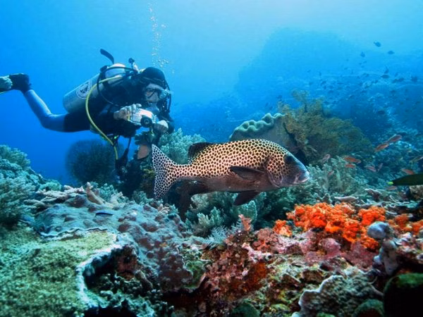 EKO Featured Bali | Eko Divers