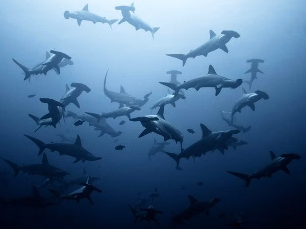 EKO featured Lombok | Eko Divers