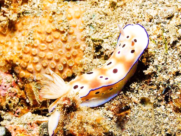 Nudi Falls Lembeh | Nudi Falls | Lembeh | Lembeh Marine Life | Lembeh Diving Spots | Diving Activities | Lembeh Diving Courses | Nudi Falls Marine | Nudi Falls Animals | Eko Divers