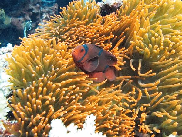 Sachikos Point Manado | Manado | Sachikos Marine Life | Manado Marine Life | Sachikos Point | Sachikos | Eko Divers
