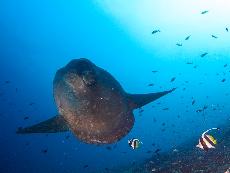 Dive Trips Bali Indonesia | Eko Divers