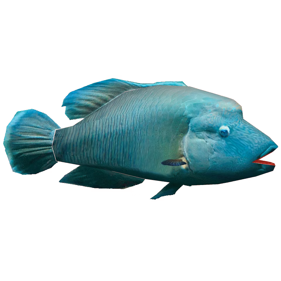NapoleonFish | Eko Divers