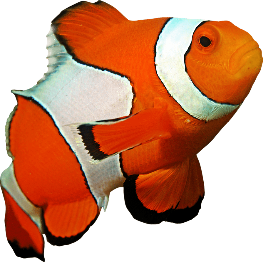 Clown Fish | Eko Divers