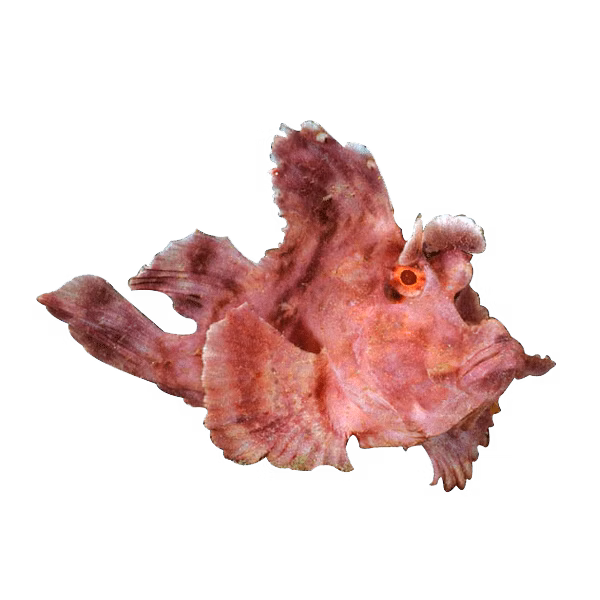Rhinopias | Eko Divers