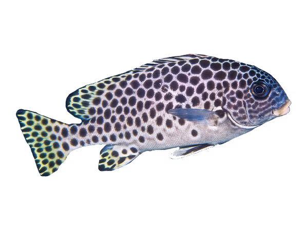 Andaman Sweetlips | Eko Divers