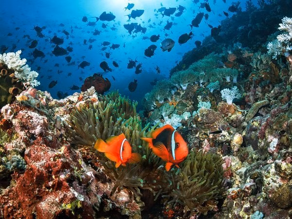 Anilao Beatrice Rock | Beatrice Rock | Anilao Philippines | Anilao Diving Spots | Philippine Diving Spots | Philippine Marine Life | Philippine Aquatic Resources | Philippine Fisheries | Anilao Aquatic Fisheries | Summer Diving Activities | Eko Divers