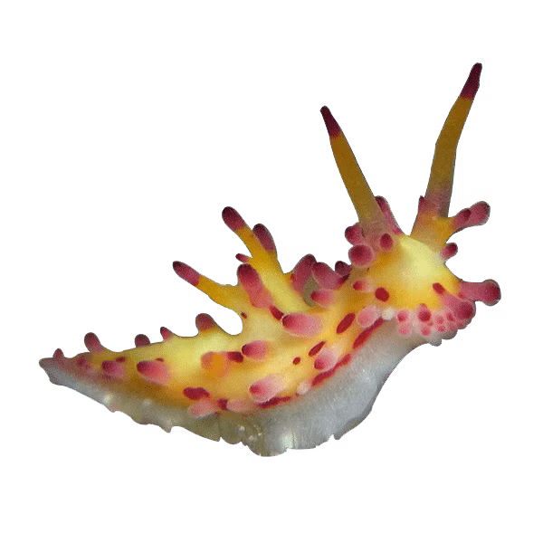 Anilao Nudibranch | Philippines Marine Life | Anilao Philippines | Philippines Fisheries | Nudibranch | Eko Divers