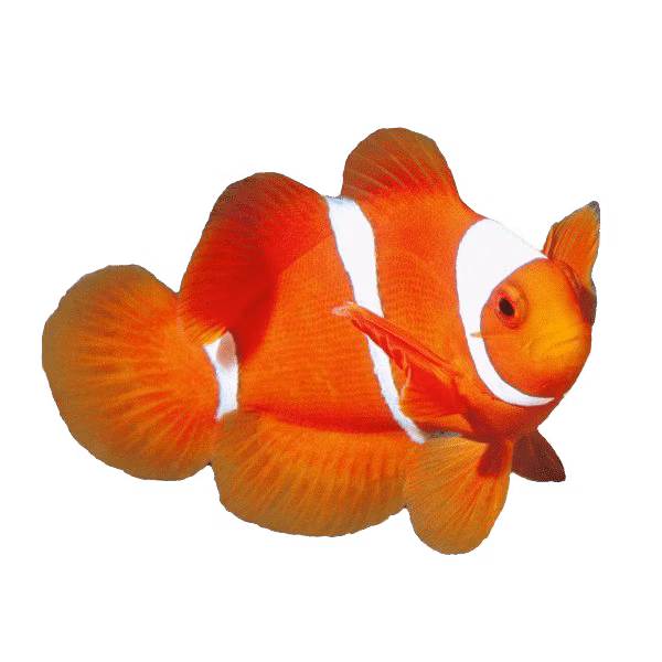 Clownfish | Eko Divers