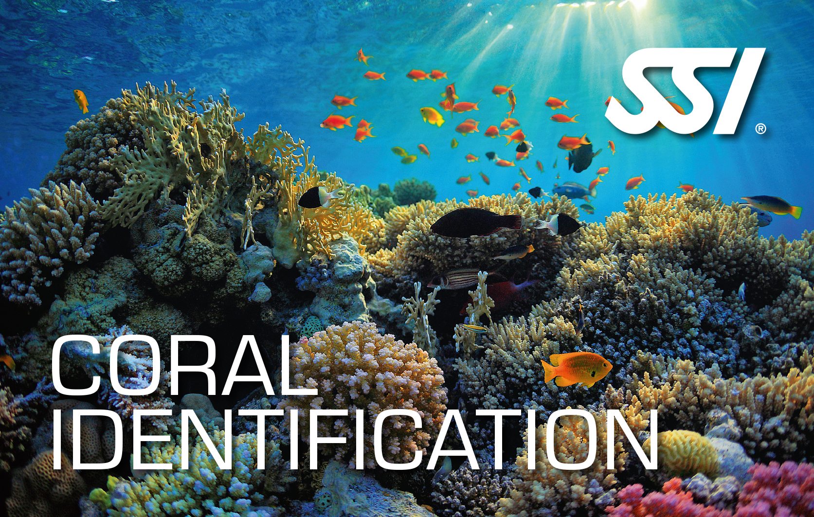 SSI Coral Identification | SSI Coral Identification Course | Coral Identification | Specialty Course | Diving Course | Eko Divers