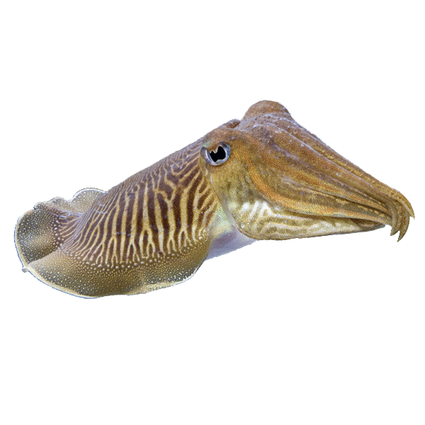 Cuttlefish Perhentian | Thailand Aquatic Fishes | Exotic Marine Life Of Thailand | Thailand Fish | Perhentian | Perhentian Marine Life | Rare Fish Thailand | Cuttlefish | Cuttle Fish | Fish | Rare Fish | Rare | Eko Divers
