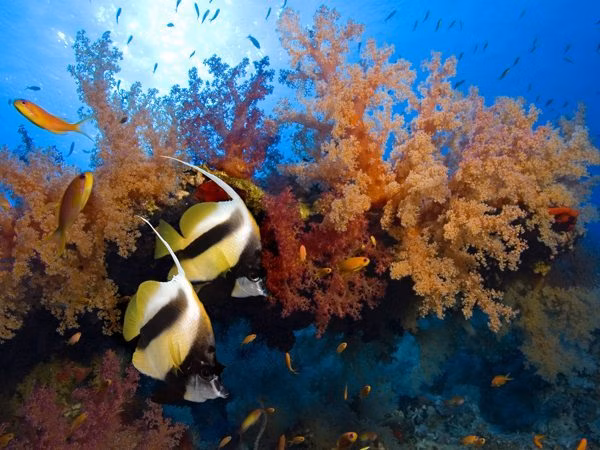 Diving in Hin Daeng and Hin Muang | Hin Muang | Hin Daeng | Hin Muang Marine Life | Hin Muang Marine Fish | Hin Muang | Aquatic Life | Hin Muang Aquatic Fish | Hin Daeng Marine Life | Hin Daeng Marine Fish | Hin Daeng Aquatic Life | Hin Daeng Aquatic Fish | Fish | Fishes | Eko Divers
