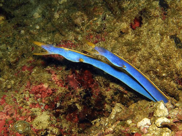 Diving in Phuket | Phuket Diving Spot | Phuket Marine Life | Phuket Marine Fish | Phuket Aquatic Life | Phuket Aquatic Fish | Fish | Fishes | Eko Divers