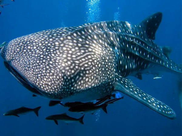Donsol Whale Shark | Donsol Marine Life | Donsol Aquatic Fishes | Donsol | Donsol Diving Spots | Whale Shark | Shark | Whale | Donsol Aquatic Life | Eko Divers