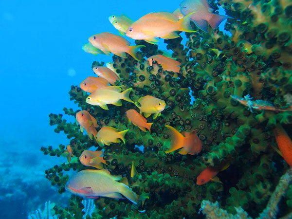 Philippines | Diving Spots | Philippine Marine Life | Philippine Aquatic Resources | Philippine Fisheries | Aquatic Fisheries | Summer Diving Activities | Donsol Philippines | Donsol Philippine Marine Life | Diving Spots in Donsol | Eko Divers