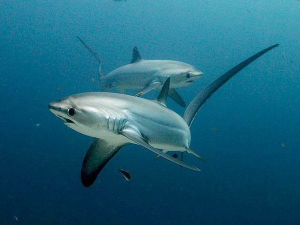 Monad Shoal | Philippine Shark | Philippine Marine Life | Philippine Diving Spots | Diving Activities | Monad Shoal Sharks | Eko Divers
