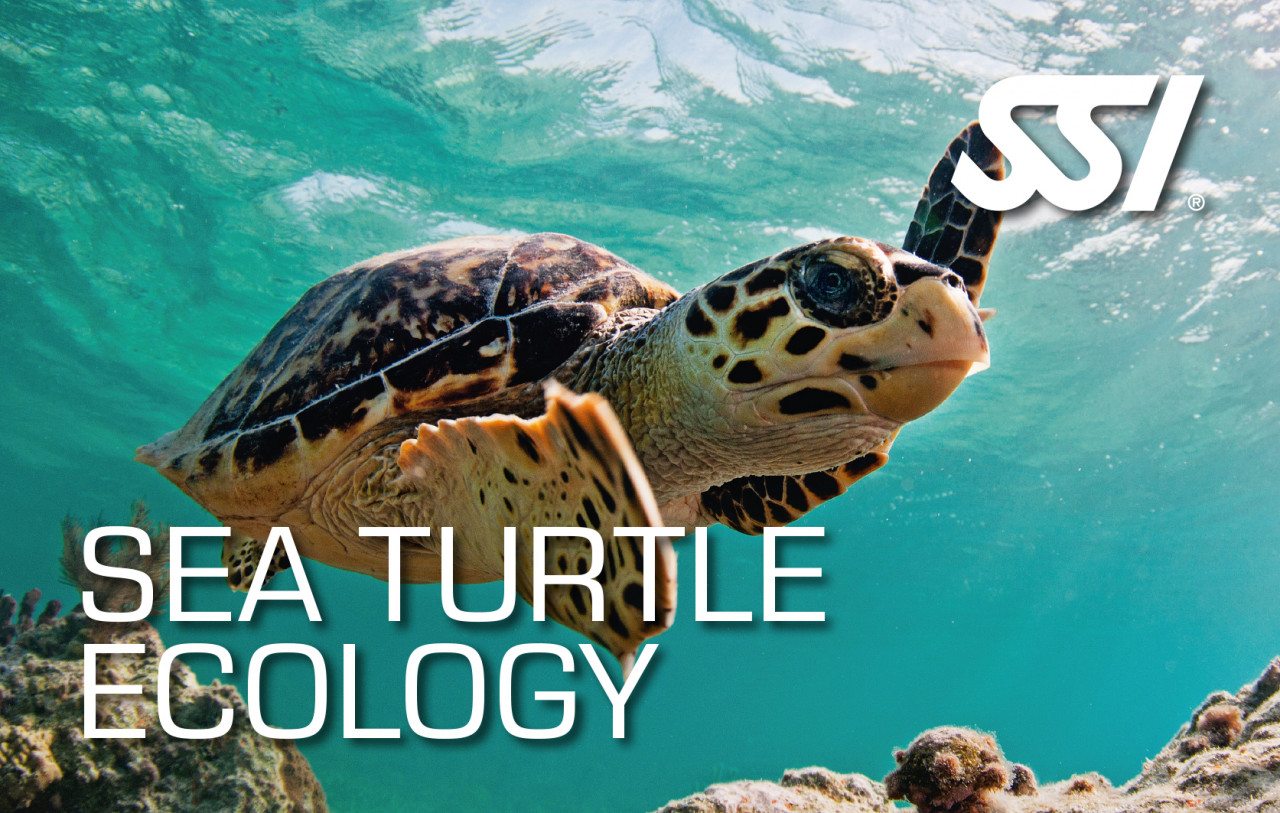 SSI Sea Turtle Ecology | SSI Sea Turtle Ecology Course | Sea Turtle Ecology | Specialty Course | Diving Course | Eko Divers