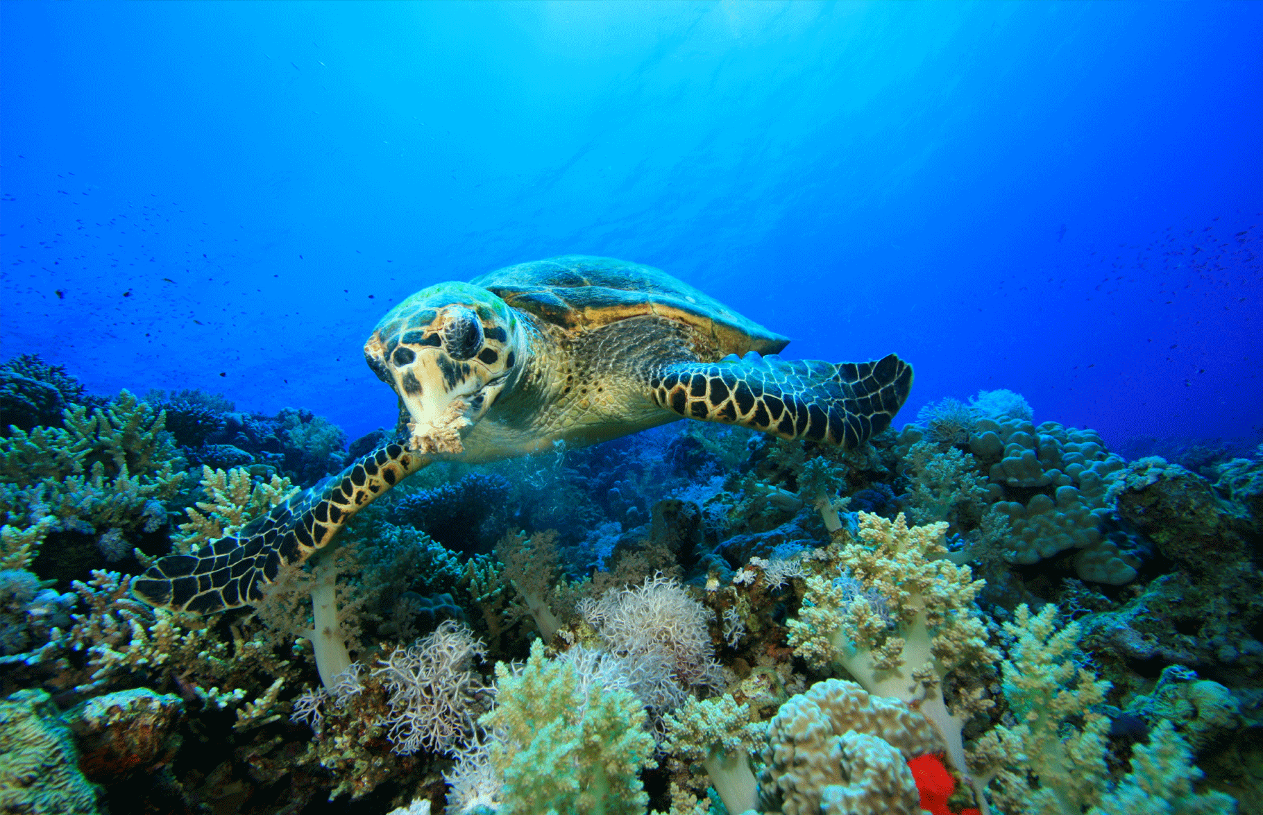 Sea Turtle Tenggol | Eko Divers
