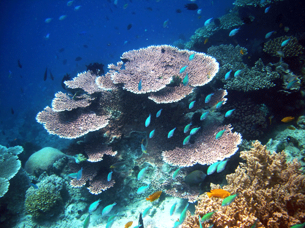 Pulau | Pulau Sipadan | Pulau Sipadan Marine Life | Coral Sipadan | Sipadan Coral | Coral Garden | Marine Attractions | Marine Life | Sipadan Corals | Eko Divers
