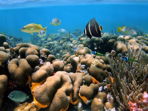Soyak Island Tioman | Soyak | Island | Tioman Island | Tioman Aquatic Resources | Tioman Aquatic Life | Tioman Marine Animals | Marine Fish | Fishes | Marine Aquatic Animals | Marine Fish | Tioman Fish | Tioman Corals | Tioman Dive Spots | Diving | Fishing | Underwater | Eko Divers