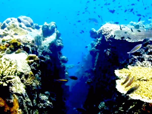 Terumbu | Tiga | Perhentian | Cuttlefish Perhentian | Thailand Aquatic Fishes | Exotic Marine Life Of Thailand | Thailand Fish | Perhentian | Perhentian Marine Life | Rare Fish Thailand | Perhentian Life | Indonesian Fishes | Perhentian Fish | Fish | Rare Fish | Rare | Eko Divers