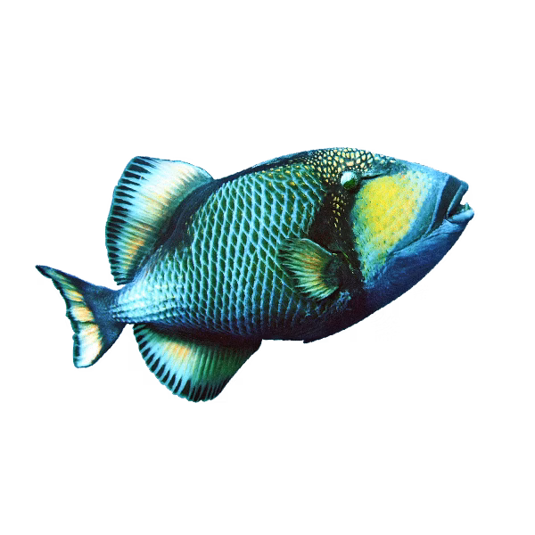 Layang Layang | Titan Triggerfish | Fish | Indonesia Marine Life | Layang Layang Marine Life | Indonesia Aquatic Fishes | Aquatic Fishes | Exotic Fish | Rare Fishes | Indonesia Rare Fishes | Layang Layang Marine Life | Eko Divers