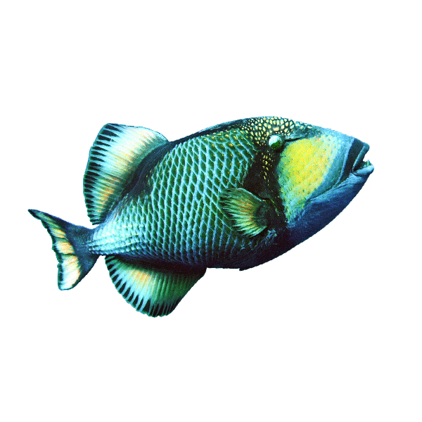 Layang Layang | Titan Triggerfish | Fish | Indonesia Marine Life | Layang Layang Marine Life | Indonesia Aquatic Fishes | Aquatic Fishes | Exotic Fish | Rare Fishes | Indonesia Rare Fishes | Layang Layang Marine Life | Eko Divers