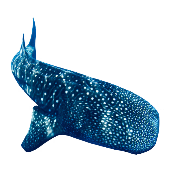 Donsol Whale Shark | Donsol Marine Life Feature | Philippines | Marine Life | Whale Shark | Eko Divers