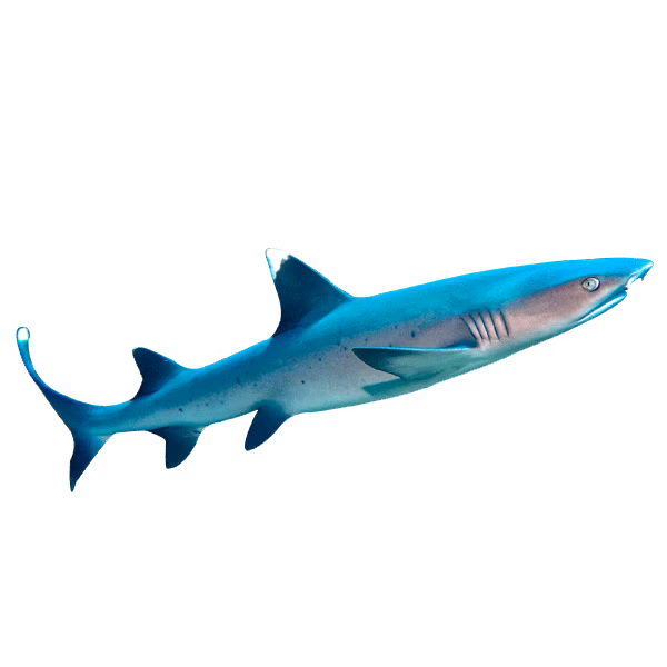 White Tip Reef Shark | Eko Divers