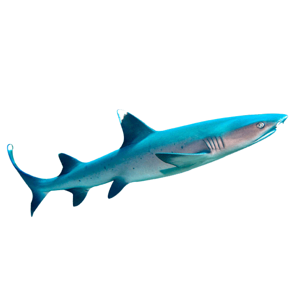 White Tip Reef Shark | Eko Divers