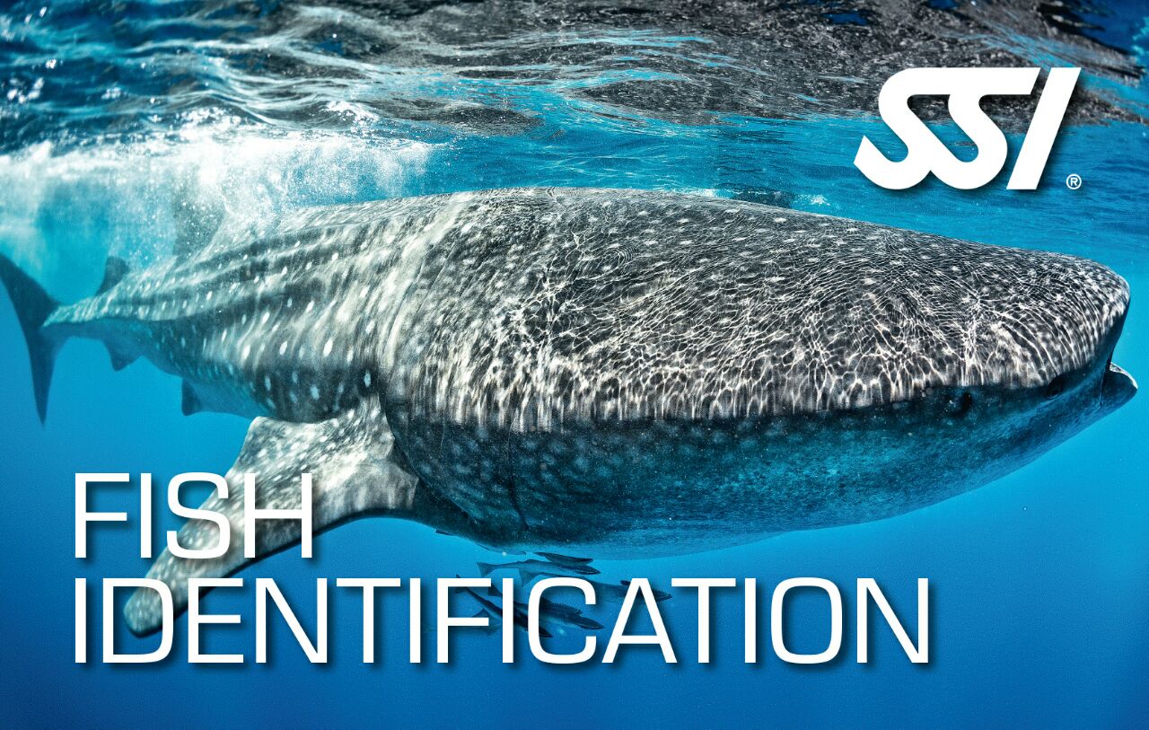 SSI Fish Identification | SSI Fish Identification Course | Fish Identification | Specialty Course | Diving Course | Eko Divers