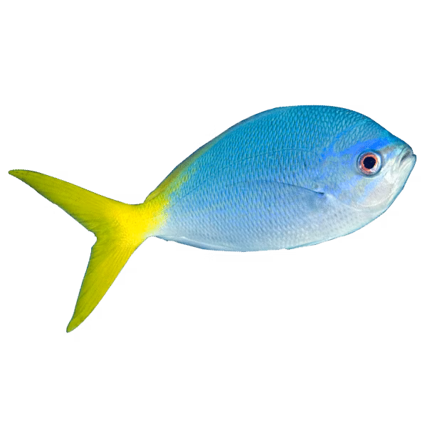 Tenggol Yellow Fusiliers | Eko Divers